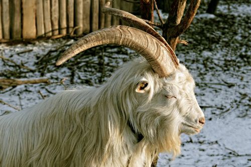 billy goat goat bock