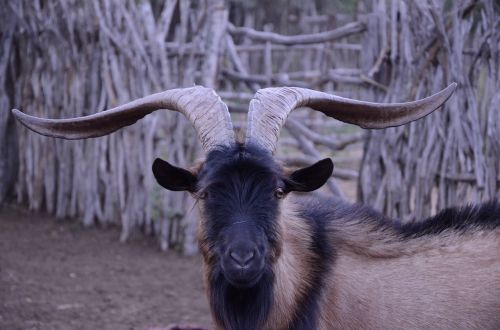 billy-goat horns large