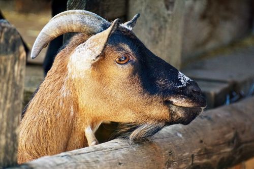 billy goat goat horns