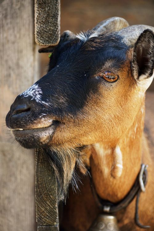 billy goat goat horns