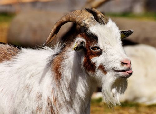 billy goat goats animal