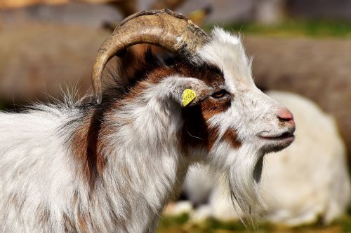 billy goat goats animal
