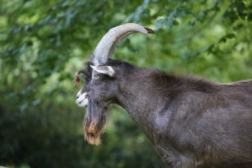 billy goat animal goatee