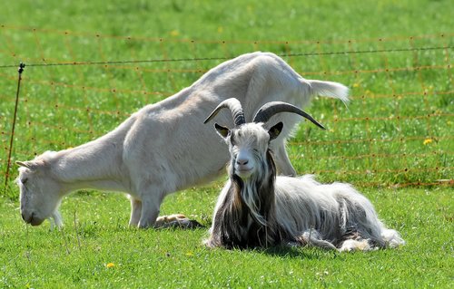 billy goat  goats  animal
