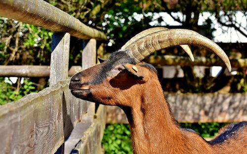 billy goat  goat  horns