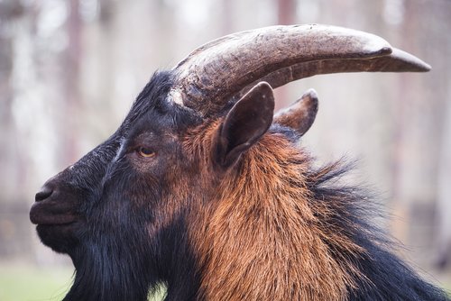 billy goat  horns  mascot