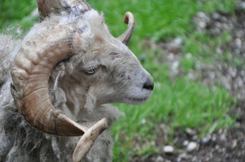 billy goat animal horns