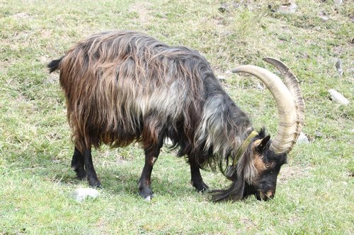 billy goat  nature  goat buck