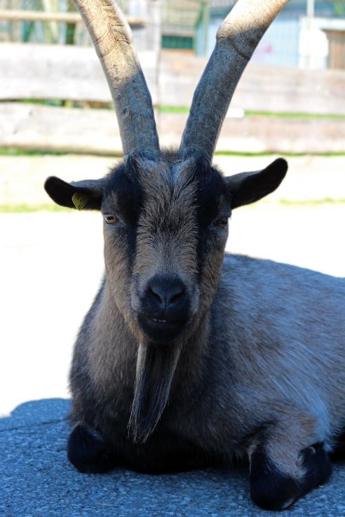 billy goat goat animal