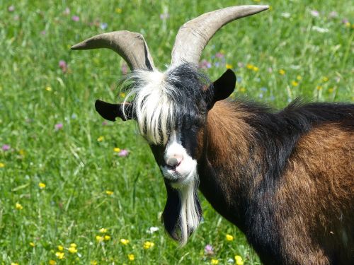 billy goat goat pasture