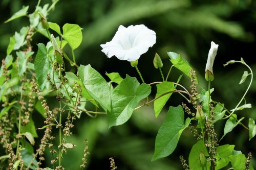 bindweed weed blossom
