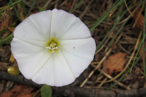 bindweed real fence winds convolvulus sepium