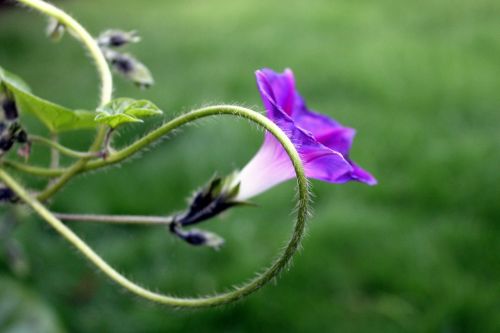 bindweed creeper purple flower