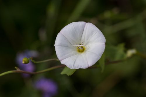 bindweed flower plant