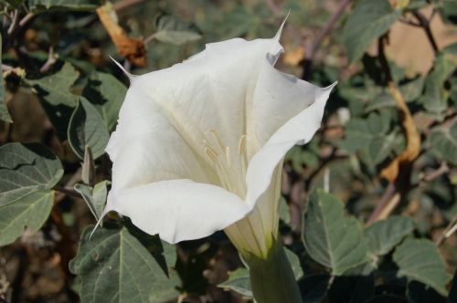 bindweed flower white