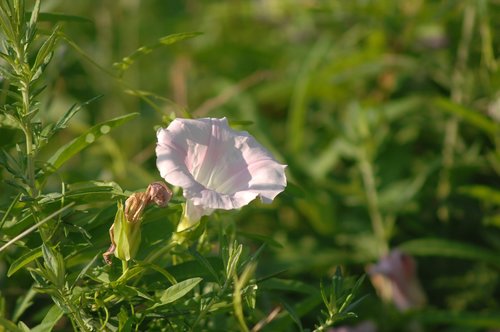 bindweed  flowers  wildflower