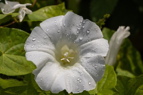 bindweed  flower  white