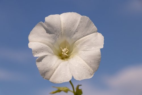 bindweed  flower  white