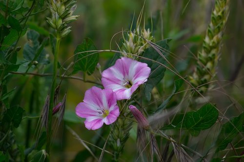 bindweed  flower  meadow