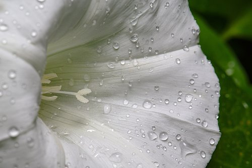 bindweed  blossom  bloom