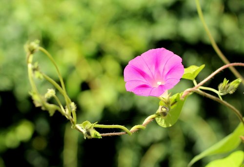 bindweed  flower  pink
