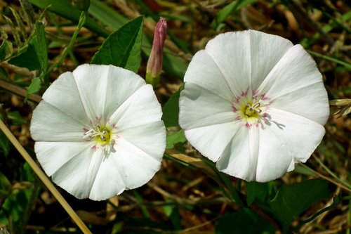 bindweed  flowers  white