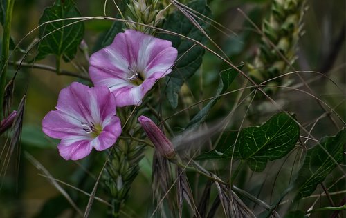 bindweed  flower  pink
