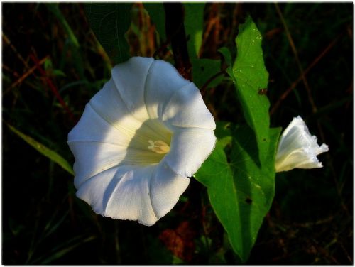 bindweed white nature