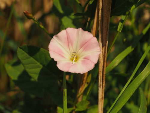 bindweed flower blossom