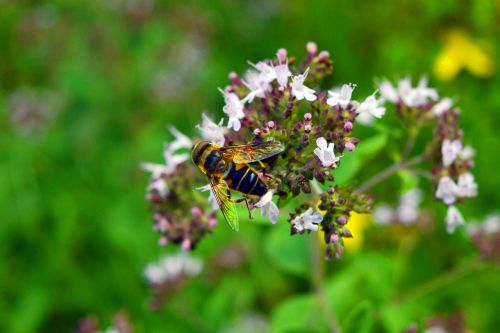 bee blossom bloom