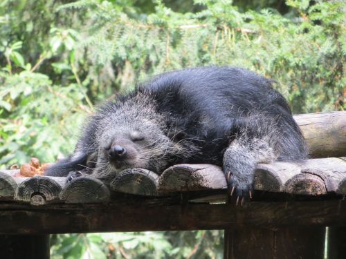 binturong animal sleeps