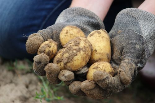 bio potato field