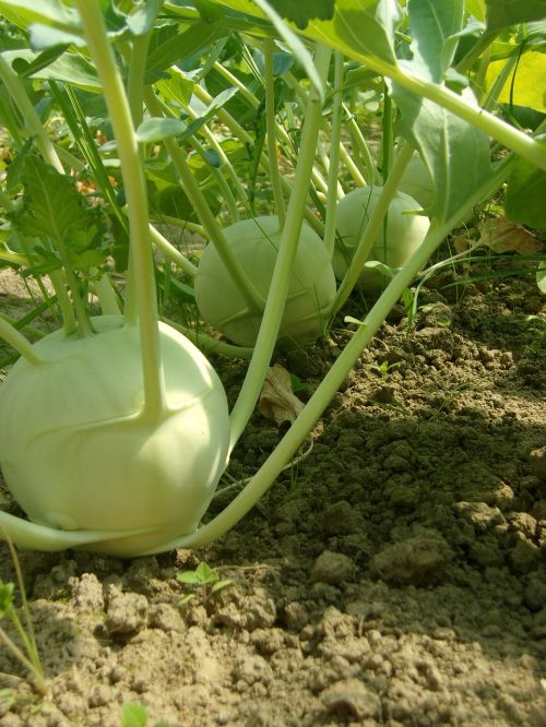 bio vegetables agriculture