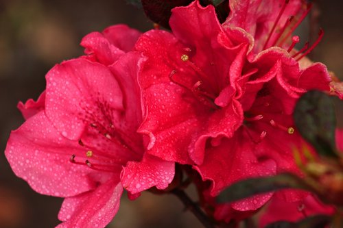 biodiversity  flowers  spring