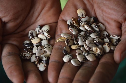 biodiversity  seeds  bean