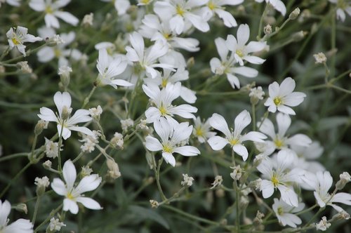 biodiversity  flower  flowers