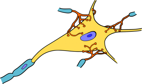 biology brain cell