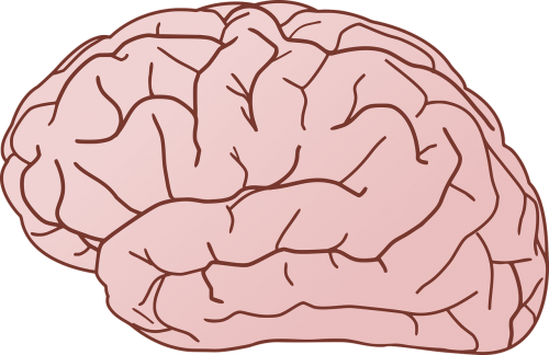 biology brain cortex
