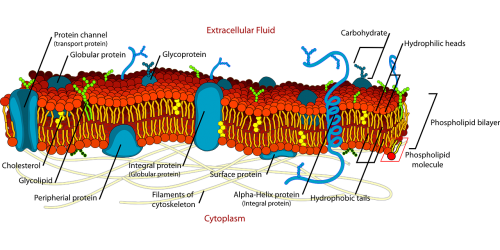biology cell diagram