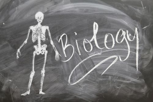 biology school skeleton