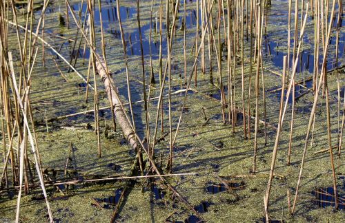 biotope nature conservation ecologically