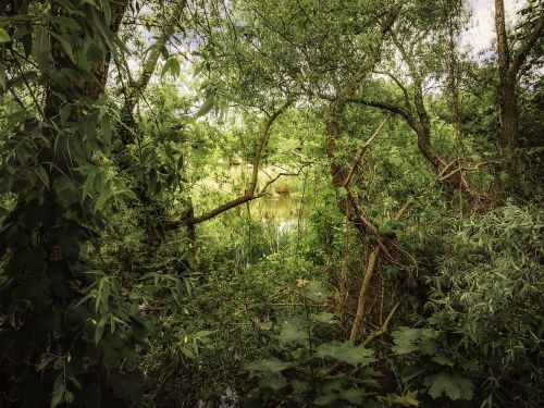 biotope nature landscape