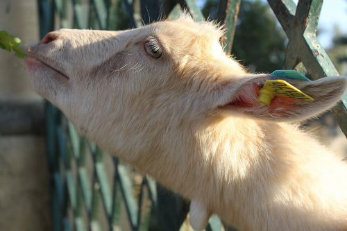 biquette animal goat