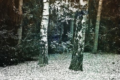 birch log trees