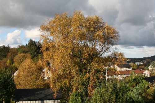 birch three leaves