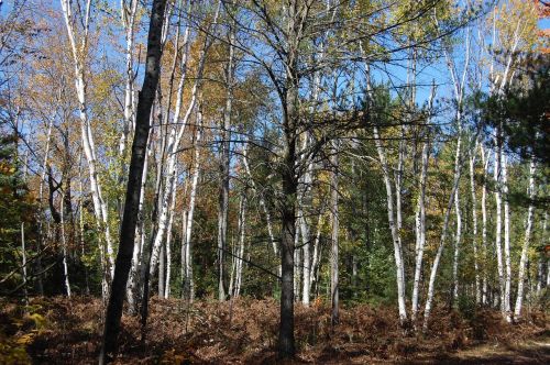 birch trees autumn