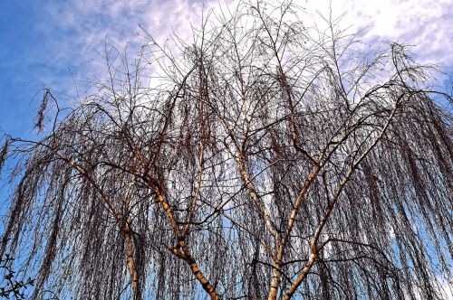 birch winter branches