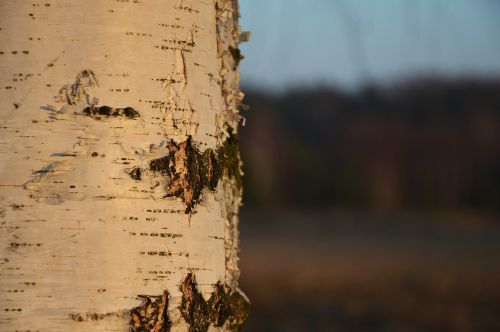birch tree nature