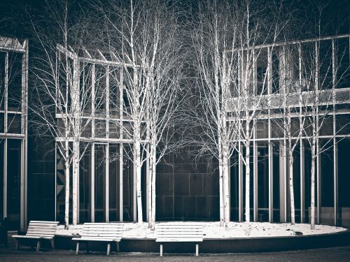 birch trees art
