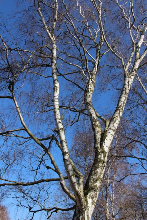 birch aesthetic nature